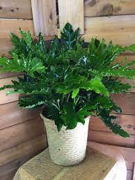 Hope philodendron (philodendron selloum) hails from the extensive plant family of aroids.it is a beautiful tropical plant that originated in south america. Philodendron Selloum Hope By Gateway Florist