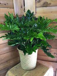 We did not find results for: Philodendron Selloum Hope By Gateway Florist