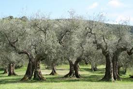 Une Oliveraie Dans La Region Italienne D Ombrie Photo Cc 3 0 By Adrian Michael Arbre Olivier Faire Pousser Un Arbre Paysagiste