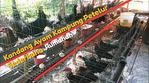 We did not find results for: Kandang Sederhana Ternak Ayam Kampung Petelur Youtube