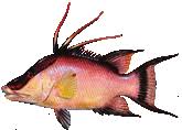 Mangrove snapper have two prominent fangs near the front of the upper jaw. Https Www Sitd Us Files 278e41ec1 Fwc Saltwater Fishing Regulations July 2020 Quick Guide Pdf