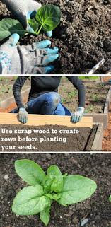 How long to grow radishes from seed? How To Grow Your Own Food Planting Radish Spinach Seeds One Hundred Dollars A Month