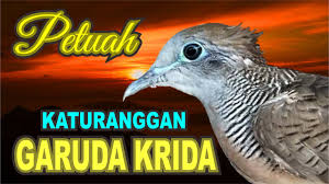 Check spelling or type a new query. Perkutut Katuranggan Garuda Krida Kalam Wadi Youtube