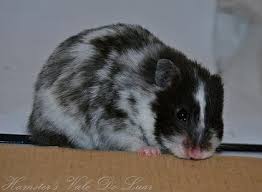 Baby Black And White Syrian Hamster Imgs For Syrian Hamster Black And White Syrian Hamster Hamster Cute Hamsters