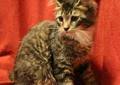 Why buy a manx kitten for sale if you can adopt and save a life? Manx Kittens Forsale Virginia
