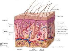 Layers Of The Integument Skin Anatomy Integumentary System Human Integumentary System