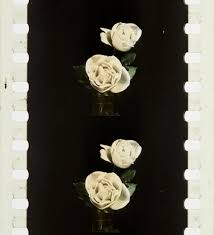 Opening Flowers 1911 Timeline Of Historical Film Colors