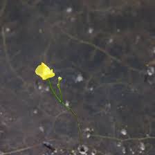 Image result for Utricularia gibba
