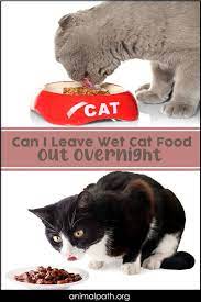 Can I Leave Wet Cat Food Out Overnight Cat Food Cats Wet Cat Food