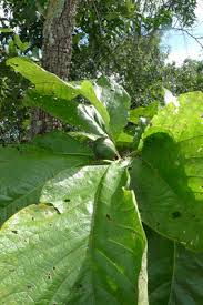 Image result for Xylopia katangensis