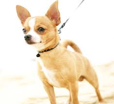 Chihuahua Kopek Egitimi Nasil Olmasi Gerekiyor