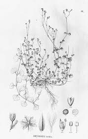 Image result for Drymaria