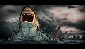 A hammerhead shark has a very different head shape from that of a tiger shark or a great white. Tiburon Blanco Great White Shark On Behance