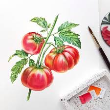 Black Krim Tomatoes In This Project Every Plant Is Special Ilustracoes Aquarela Tatoo