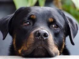 3 common types of bone cancer: What Is The Right Time To Euthanize A Dog With Osteosarcoma Dog Leash Pro