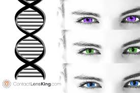 What Determines Eye Color Is It Genetics