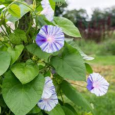 Image result for Ipomoea magnusiana