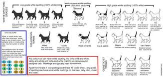 Color And Pattern Charts Of Domestic Cats