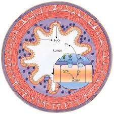 Image result for Linaclotide