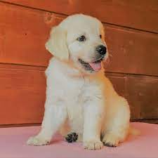 Goldwhispers Golden Retriever Kennel Home Facebook