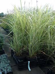 Sichtschutz Extrem Winterhart Kein Austrieb Miscanthus Sinensis Variegatus Weissbuntes Chinaschilf Bepflanzung Gartengestaltung Garten
