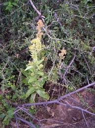 Image result for Kalanchoe lanceolata