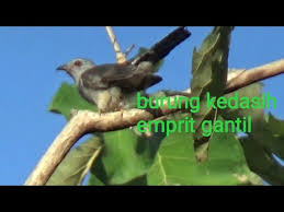 You can streaming and download for free here! Kicau Menyeramkan Burung Kedasih Sebagai Tanda Datangnya Mala Petaka Golectures Online Lectures