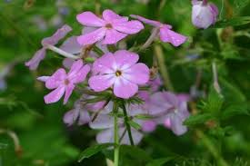 I have 6 pots of woodland phlox looking for a home. Smooth Phlox Is A Charming In Between Bloomer Csmonitor Com
