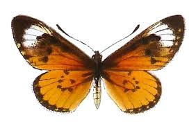 Image result for Kotschya strigosa