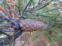 On average, pine trees generally grow from less than one foot to over two feet per year. Pine Cones Are Like Hangars For Pine Tree Seeds Awkward Botany