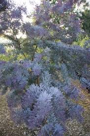 Image result for Acacia pentagona