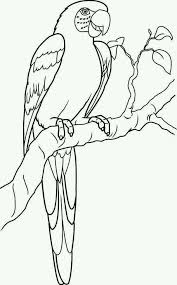 Pin By Elena Bueckert On Coloring Bird Coloring Pages Animal Coloring Pages Parrots Art