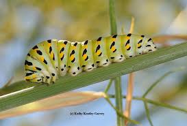 Check spelling or type a new query. Anise Swallowtail A Sunny Butterfly Bug Squad Anr Blogs