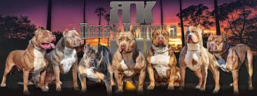 Choosing the best dog food for pitbulls requires owners to understand this unique breed. Xxl Blue Pitbulls Biggest Pitbull Puppies Kennel