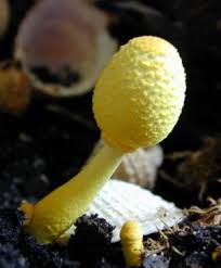 In houseplants, fungus gnat damage can be seen in a slowing down of the plant's growth and lower leaves turning yellow and dropping off. Leucocoprinus Birnbaumii Aka Lepiota Lutea The Yellow Houseplant Or House Plant Soil Mushroom Tom Volk S Fungus Of The Month For February 2002