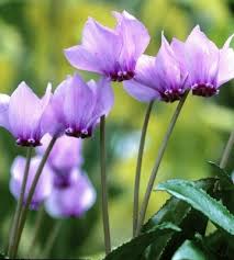 À la fois plante d'extérieur et d'intérieur, le cyclamen a tout pour plaire. Cyclamen Conseils De Plantation Et D Entretien Truffaut