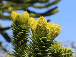 In den 80er jahren mauserte sich das immergrüne gehölz mit dem bizarren wuchs zu einer regelrechten trendpflanze bei uns und zierte als hausbaum zahlreiche gärten und. Baume Araucaria Araucana Die Andentanne Chilenische Schmucktanne Garten Terrasse Jaipurfever Com