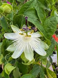 Image result for Passifloraceae