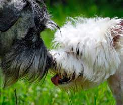 Why Does My Dog Lick Other Dogs Faces