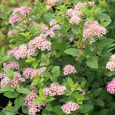 Image result for Spiraea japonica ´Little Princess