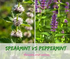 Spearmint Vs Peppermint What S The Difference Types Of Mint Plants Mint Plants Peppermint Plants