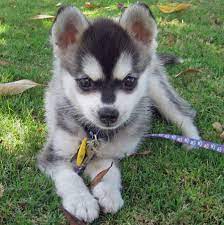Alaskan Klee Kai Dog Photo Alaskan Klee Kai Puppy Breeds Photo Pets Dog Infomation Alaskan Klee Kai Puppy Alaskan Klee Kai Dogs And Puppies