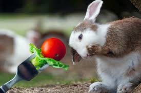Deer eat many of the same things rabbits do and are also common around yards. Can Rabbits Eat Tomatoes Fruit Rabbits Can Eat