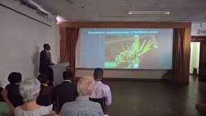 Image result for Englerina oedostemon