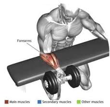 Pin By Pierre Grenier On La Scienza Palestra Forearm Workout Arm Workout Fitness Body