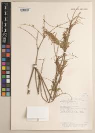 Image result for Desmodium nicaraguense