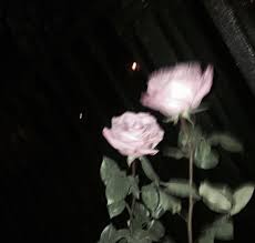 Imagen De Rose Pink And Flowers Aesthetic Grunge Black Black Aesthetic Black And White Aesthetic