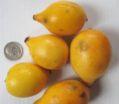 Image result for Garcinia huillensis