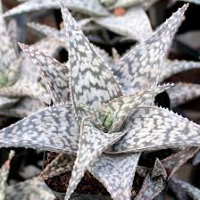 Image result for Allophylus whitei