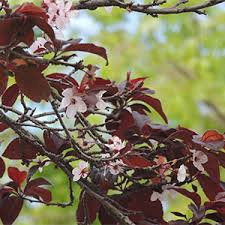 Small tree with flat topped crown. Top 13 Flowering Trees For Small Gardens